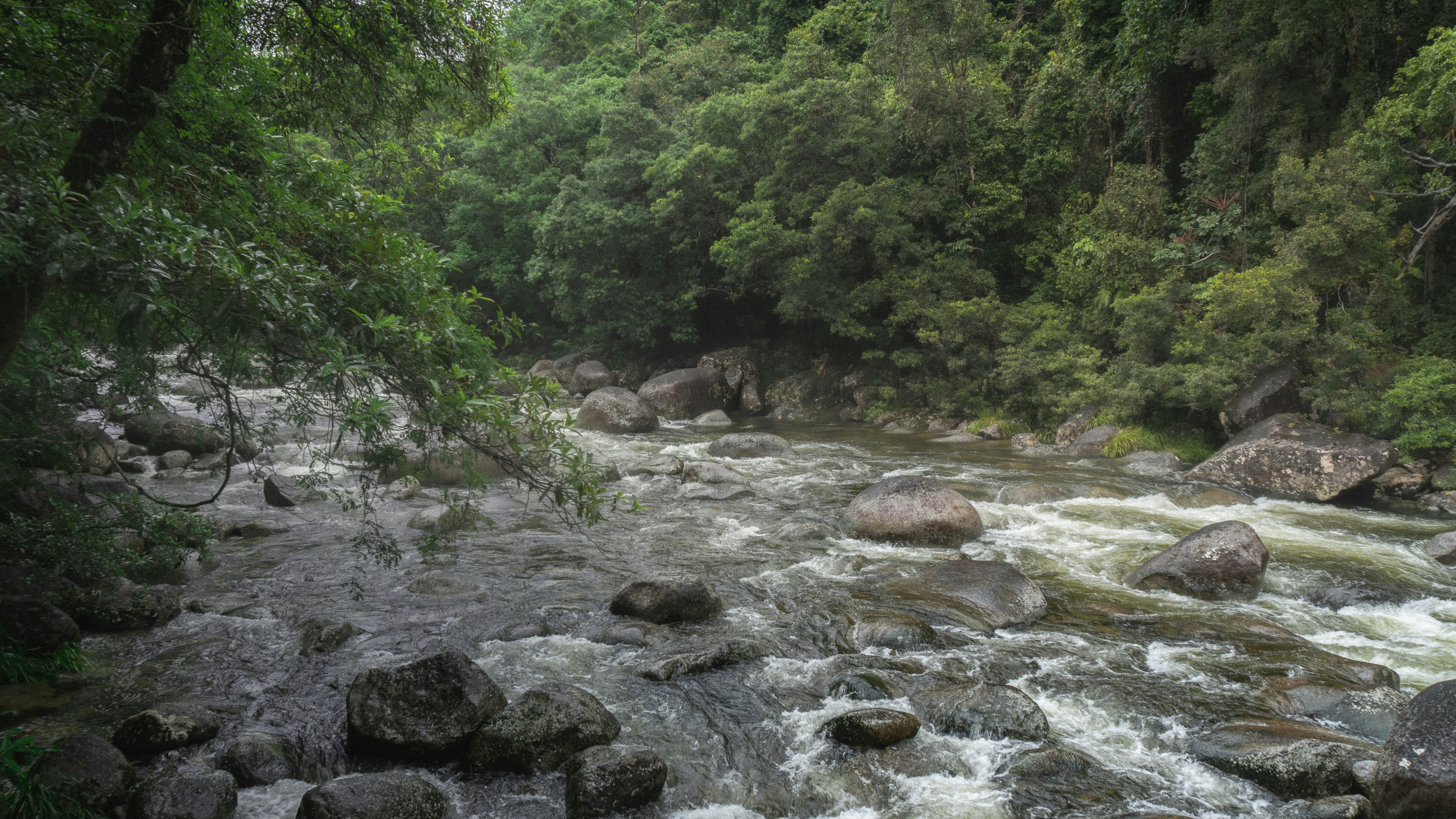 river in the middle of forest during daytime